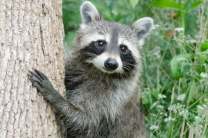 Cute raccoon in the woods